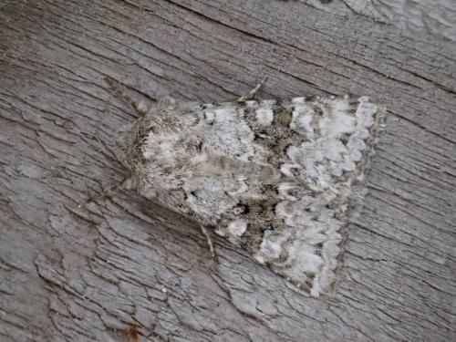 Réf. 303 484 : Hecatera bicolorata